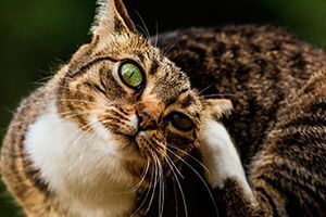 Лечение и профилактика ушного клеща - Отодектоза у животных
