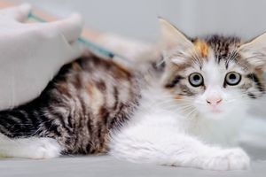 Зачем нужно вакцинировать кошек и котят.
